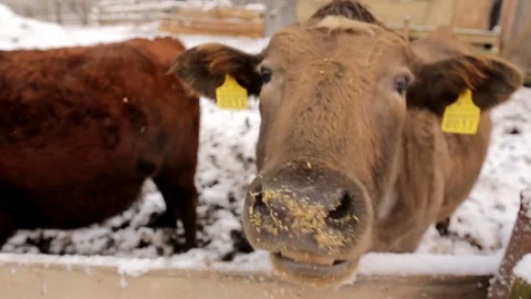Cow under snow 動画素材 85057747