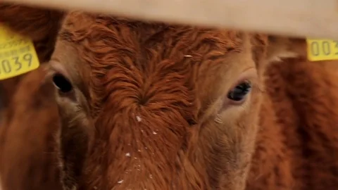 Cow under snow 動画素材 85058163