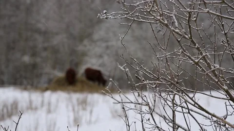 Cow under snow 動画素材 85058749