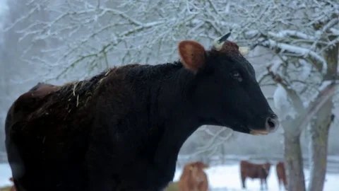 Cow under snow 動画素材 85059494