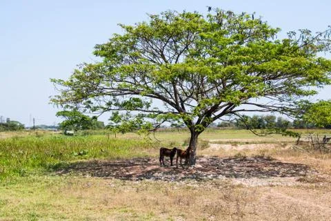 Cow under tree Stock Photos