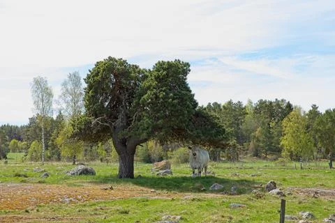 Cow under a tree. Foto stock