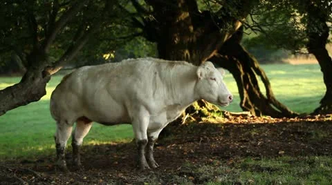 Cow under trees by morning Stock Footage 20453265