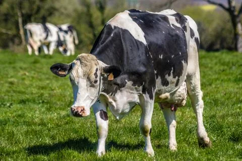 COW VACHE Stock Photos