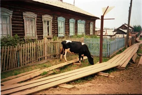 Cow in Vanavara Stock Photos