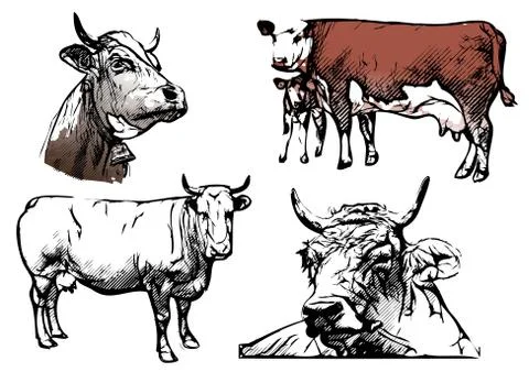 Cow vector illustrations Stock Illustration