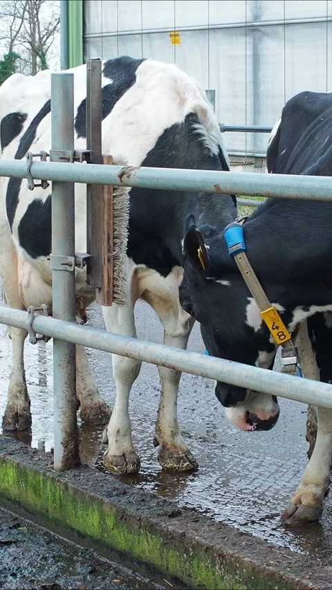 Cow vertical1 Stock Footage 300583425