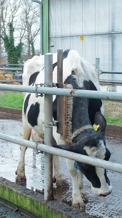 Cow vertical2 Stock Footage 300583434