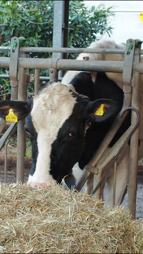 Cow vertical3 Stock Footage 300583477