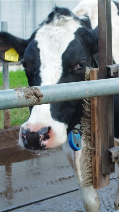 Cow vertical4 Stock Footage 300583433