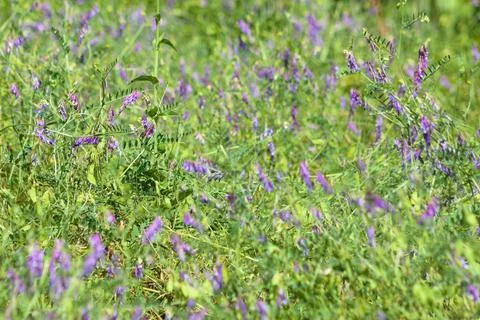 Cow vetch in bloom field with selective focus of Stock Photos
