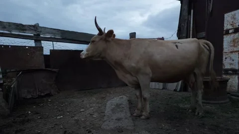 Cow in the village Stock Footage 251812632