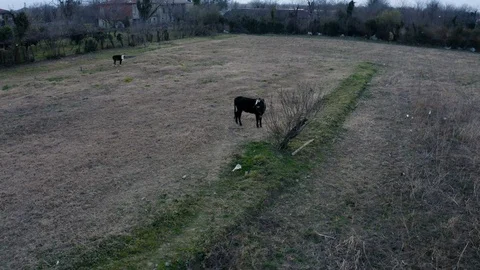 Cow waiting to farmer Video stock 122254732