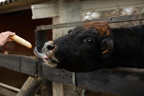 Cow waiting for feed in barn Stock Photos