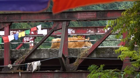 Cow walking across the bridge to Old Manali, Himachal Pradesh, India Video stock 96100613