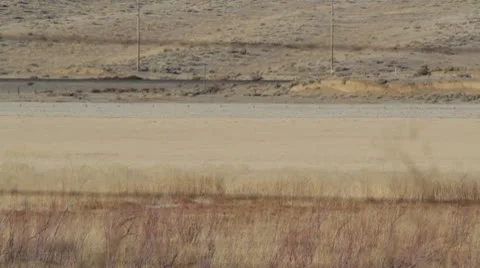 Cow walking across the frame Stock-Footage 10576857