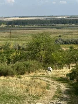 Cow Walking Along Rustic Path in Open Fields Stock Photos