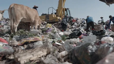 Cow walking among the plastic trash background trash Stock Footage 201591577