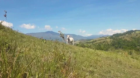 A cow walking and chilling at the top of the hill Stock Footage 101345705