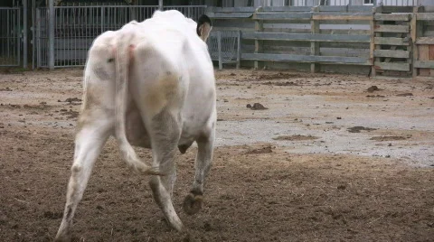 Cow walking away Stock Footage 397374