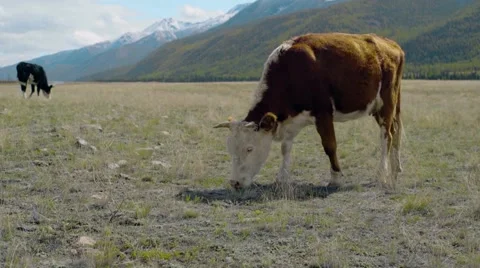 Cow walking between mountains Stock Footage 54984981