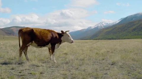 Cow walking between mountains Stock Footage 54985035