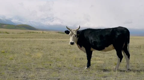 Cow walking between mountains Stock Footage 54985214