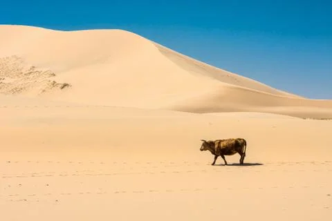 Cow walking on desert Stock Photos