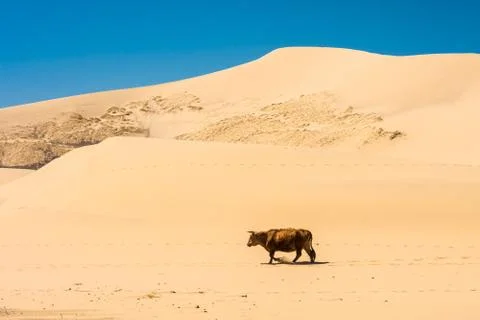 Cow walking on desert Stock Photos