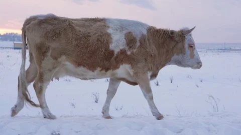 Cow walking down the street Stock Footage 102380477