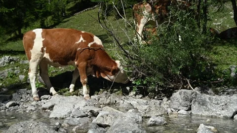 Cow walking, eating and drinking next to a mountain stream Video stock 260834780