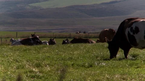 Cow walking, eating grass Stock Footage 8770778