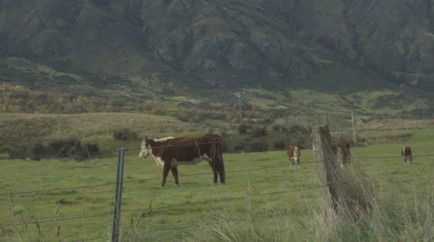 Cow Walking on Field Stock Footage 64244106