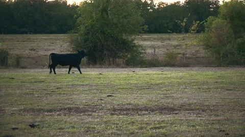 Cow walking in a field. Stock Footage 254198605