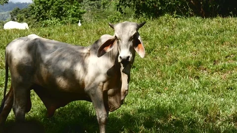 Cow walking Stock Footage 126615769