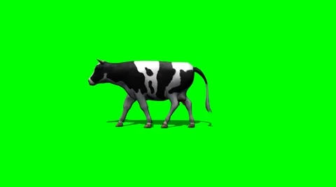 Cow walking  - green screen Stock Footage 41339449