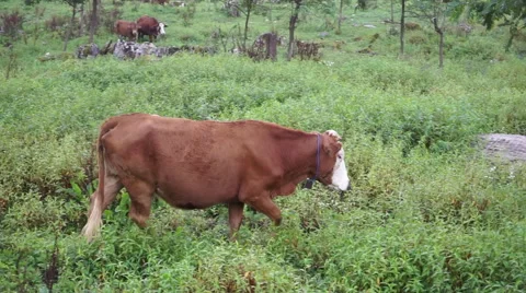 Cow walking on the meadow Stock Footage
