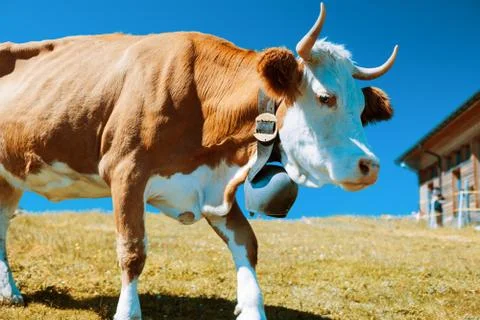Cow walking Stock Photos