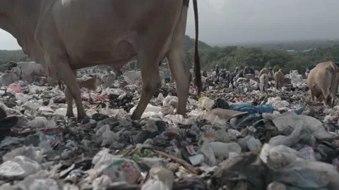 Cow walking on plastic trash Stock Footage 201377550
