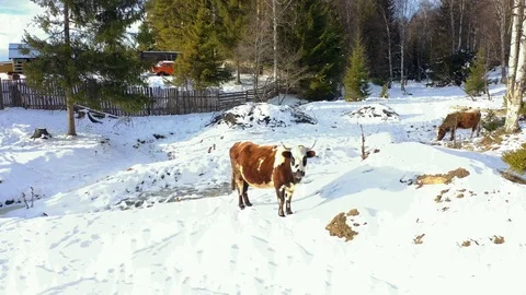 Cow walking in the snow Stock Footage 121000085