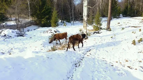 Cow walking in the snow Stock Footage 121000165