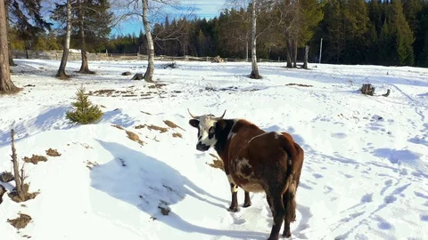 Cow walking in the snow Stock Footage 121000414