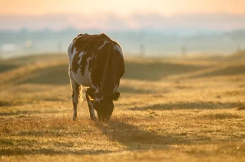 Cow walks around and eats and a beautiful sunrise Stock Photos