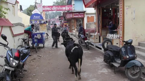 Cow Walks Down Street In Rishikesh, India Stock Footage 159159070