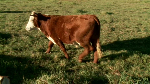 Cow walks Stock Footage 630100