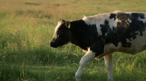 Cow Walks 스톡 동영상 32704364