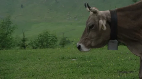 Cow walks from right to left Stock Footage 71590758