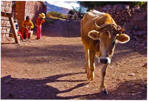 Cow walks through Andean village Stock Photos