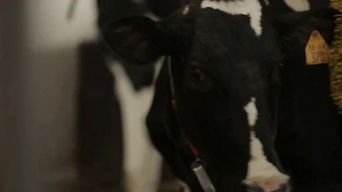 The cow walks through the barn Stock Footage 73554980