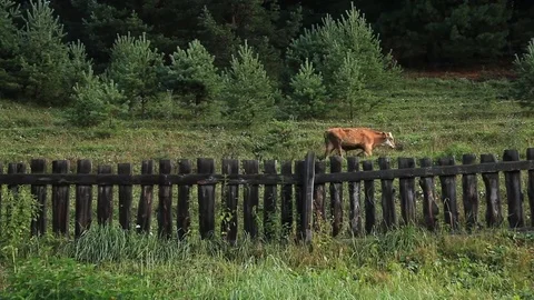 A cow walks through a meadow behind a wooden fence Stock-Footage 71547686
